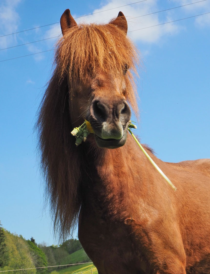 Unser Island Pferd Lisa frisst im Frühjahr besonders gern Löwenzahn.